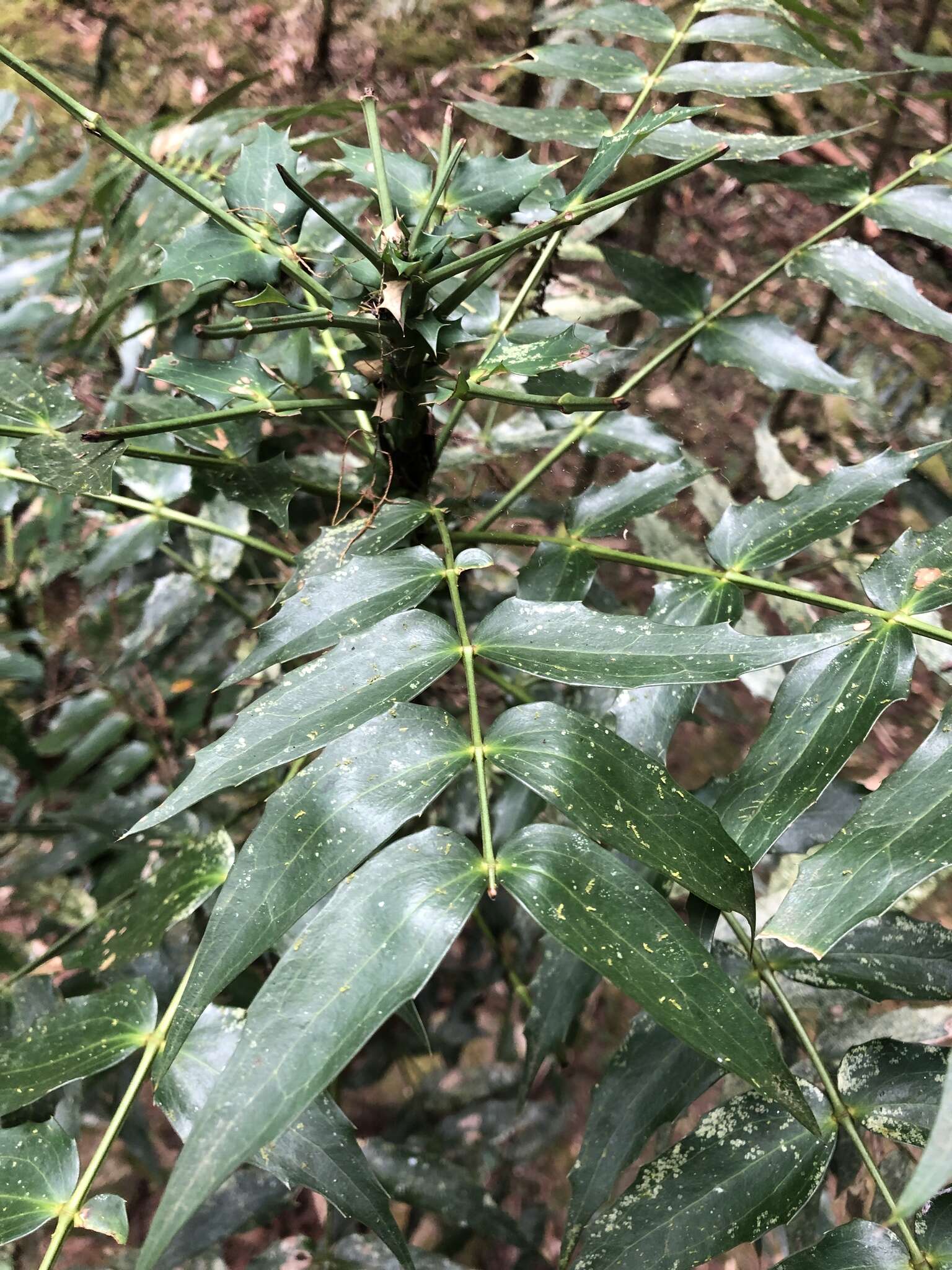 Berberis oiwakensis (Hayata) J. E. Laferriere的圖片