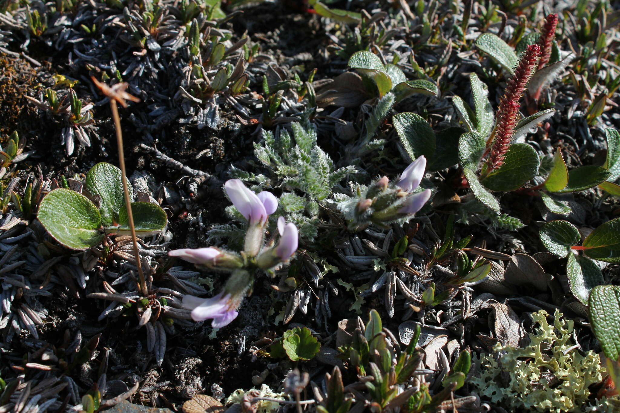 Image of Oxytropis arctica var. murrayi