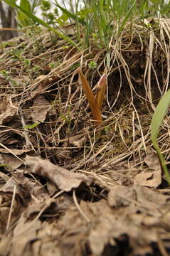 Imagem de Erythronium sibiricum (Fisch. & C. A. Mey.) Krylov