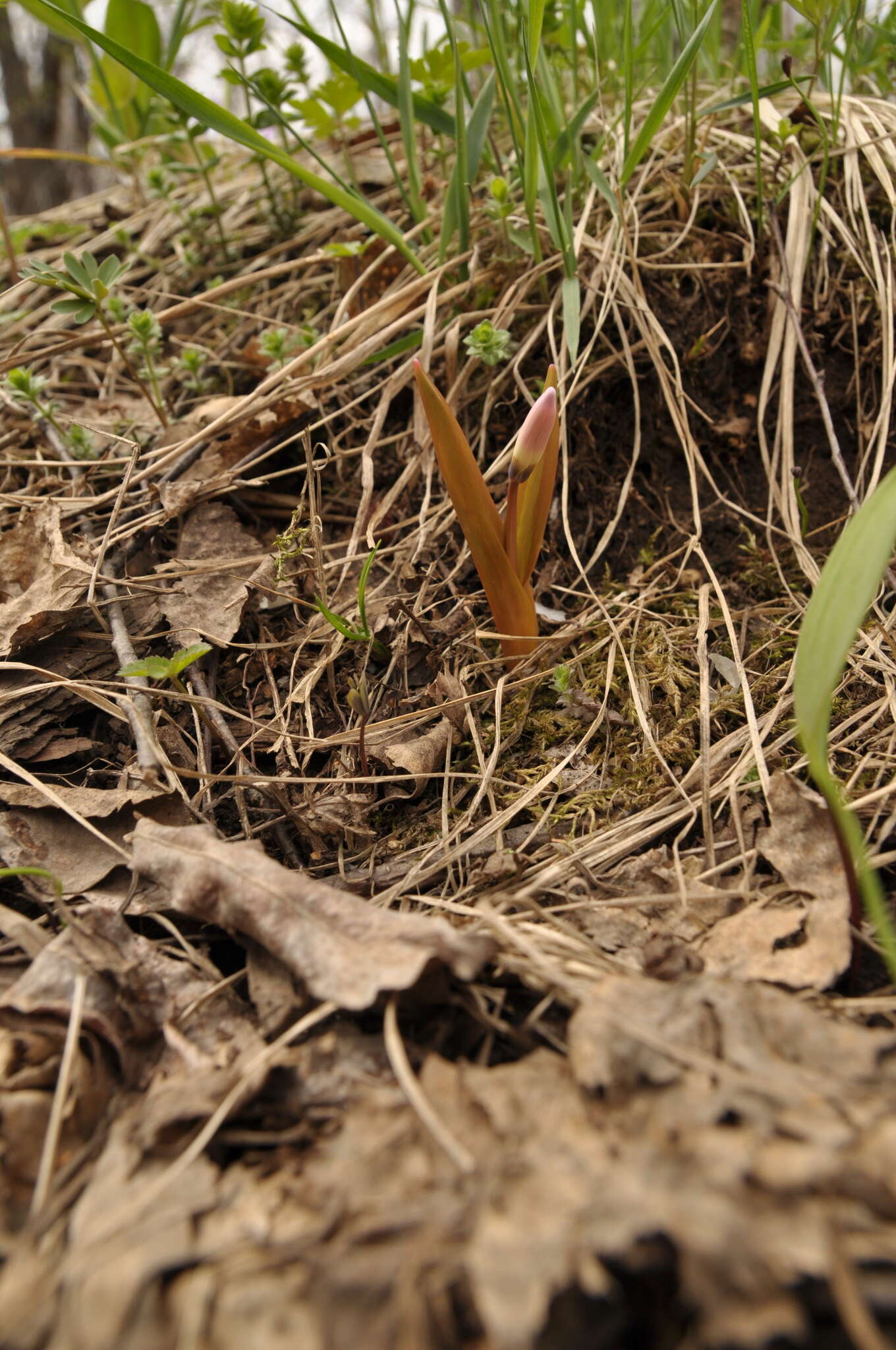 Imagem de Erythronium sibiricum (Fisch. & C. A. Mey.) Krylov