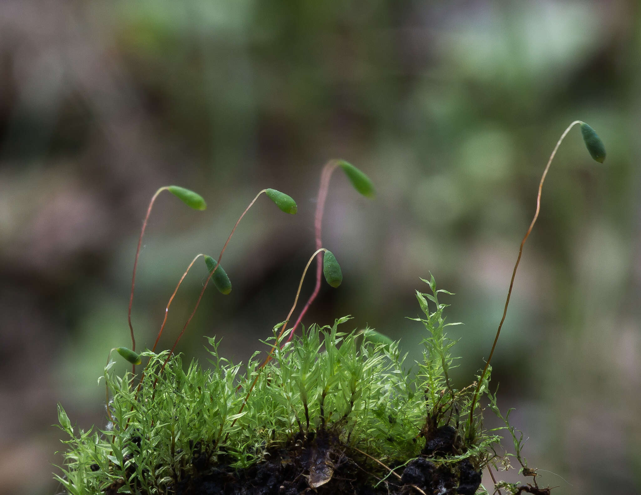 Image of pohlia moss