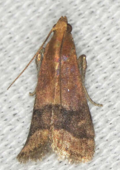 Image of Broad-banded Eulogia Moth