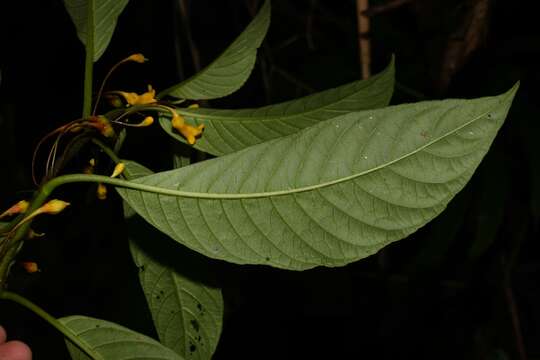 Image of Besleria filipes Urb.