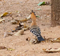 صورة Upupa marginata Cabanis & Heine 1860