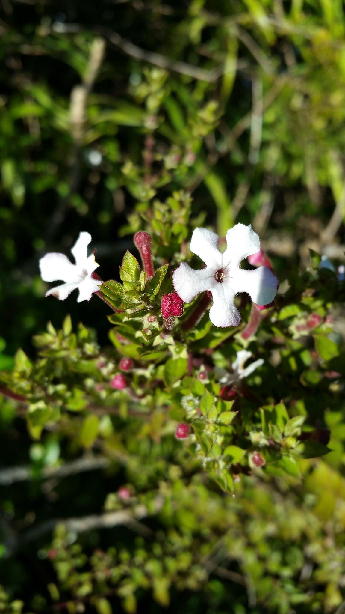 Слика од Radamaea montana Benth.