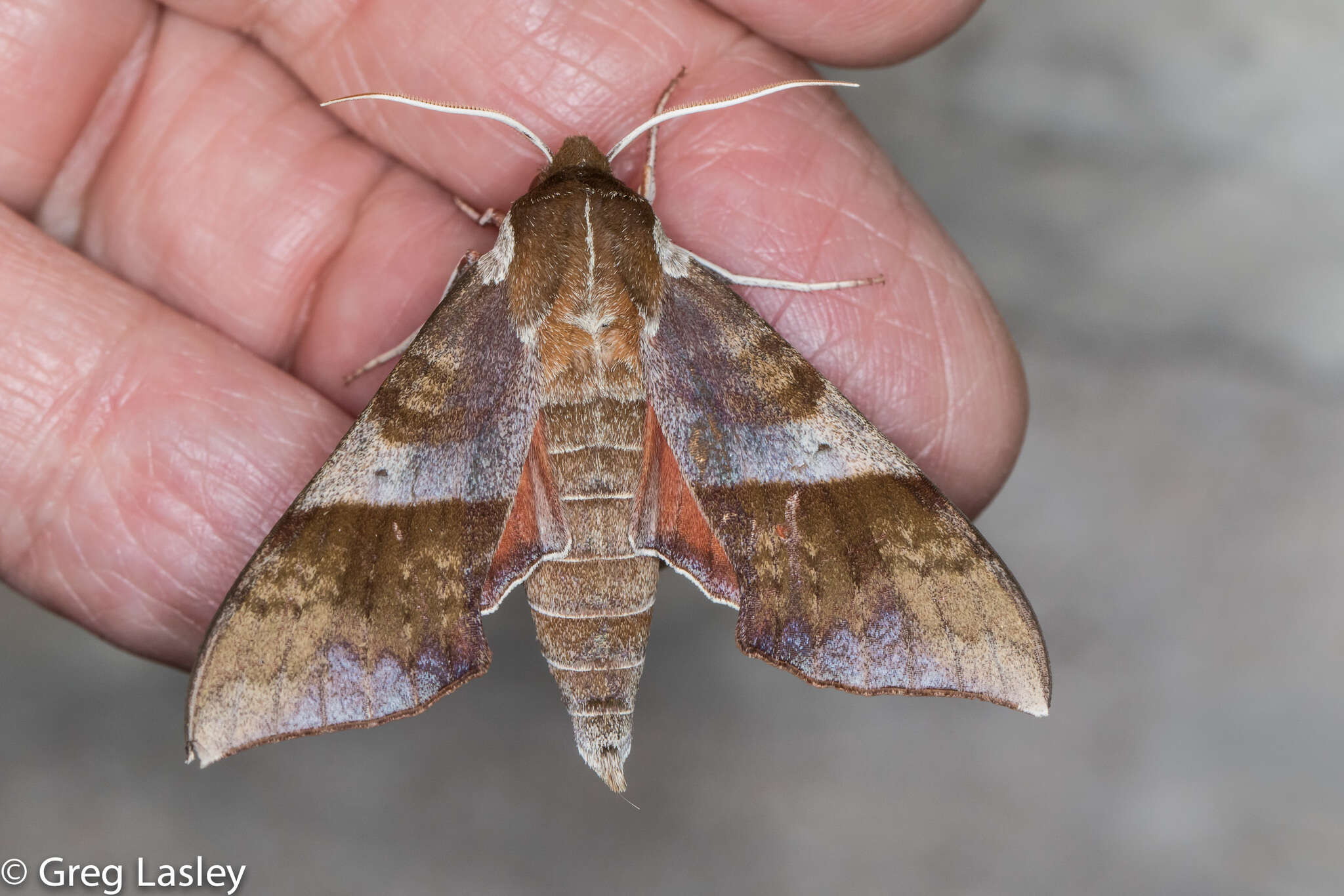 Image of Azalea Sphinx