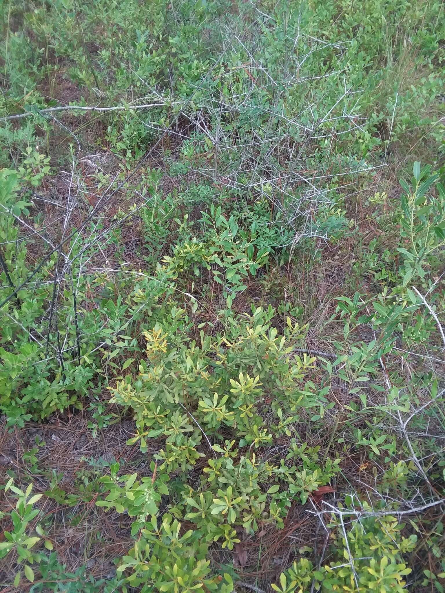 Image of wax myrtle