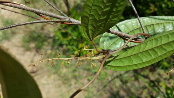 Image of Dioscorea analalavensis Jum. & H. Perrier