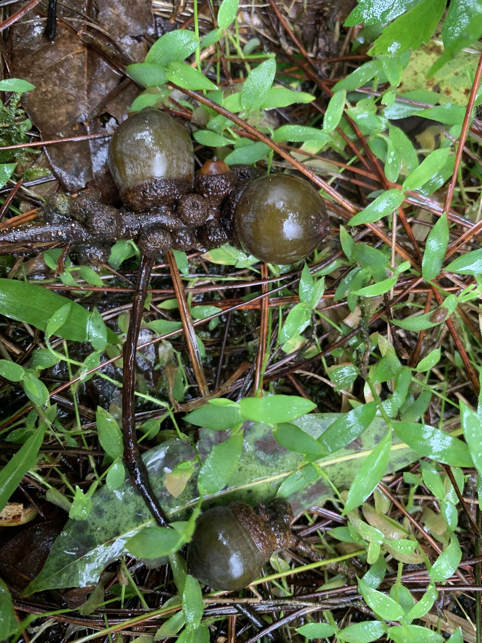 Image of Lithocarpus brevicaudatus (Skan) Hayata