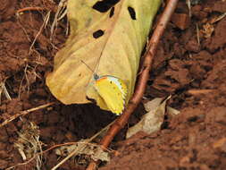 Слика од Belenois thysa (Hopffer 1855)