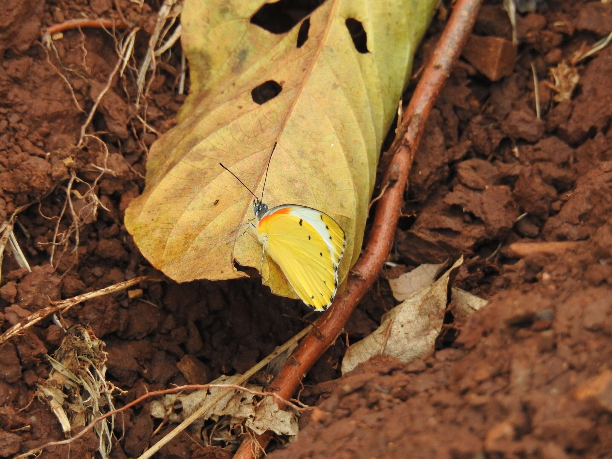 Слика од Belenois thysa (Hopffer 1855)