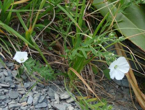 Imagem de Linum monogynum Forst. fil.