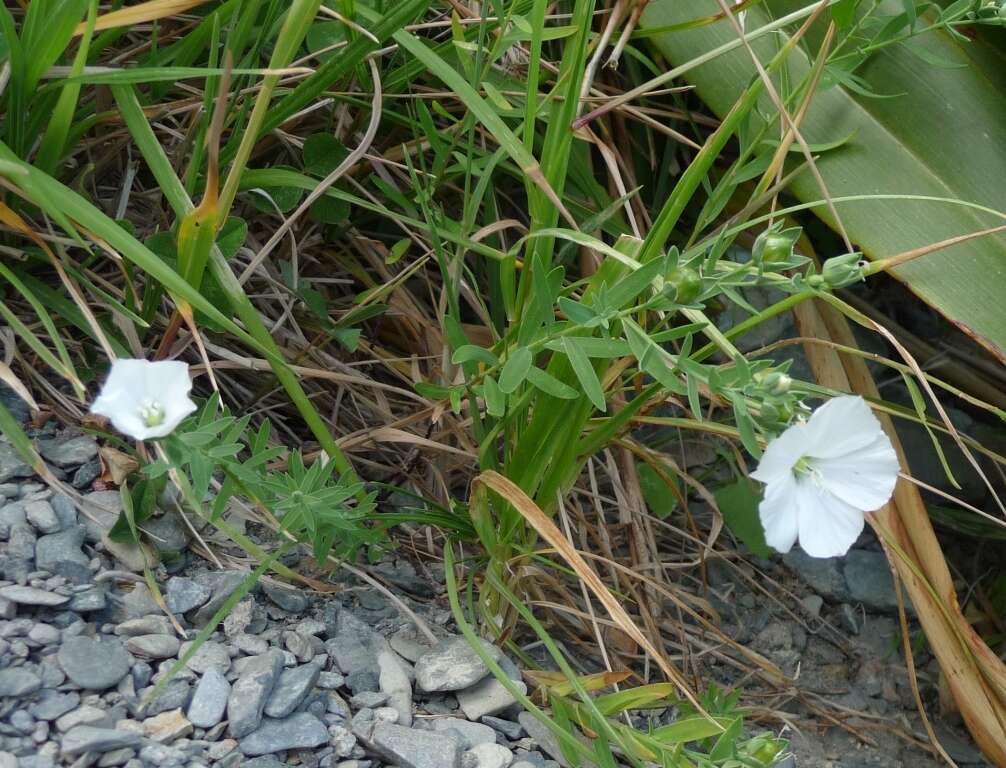 Imagem de Linum monogynum Forst. fil.