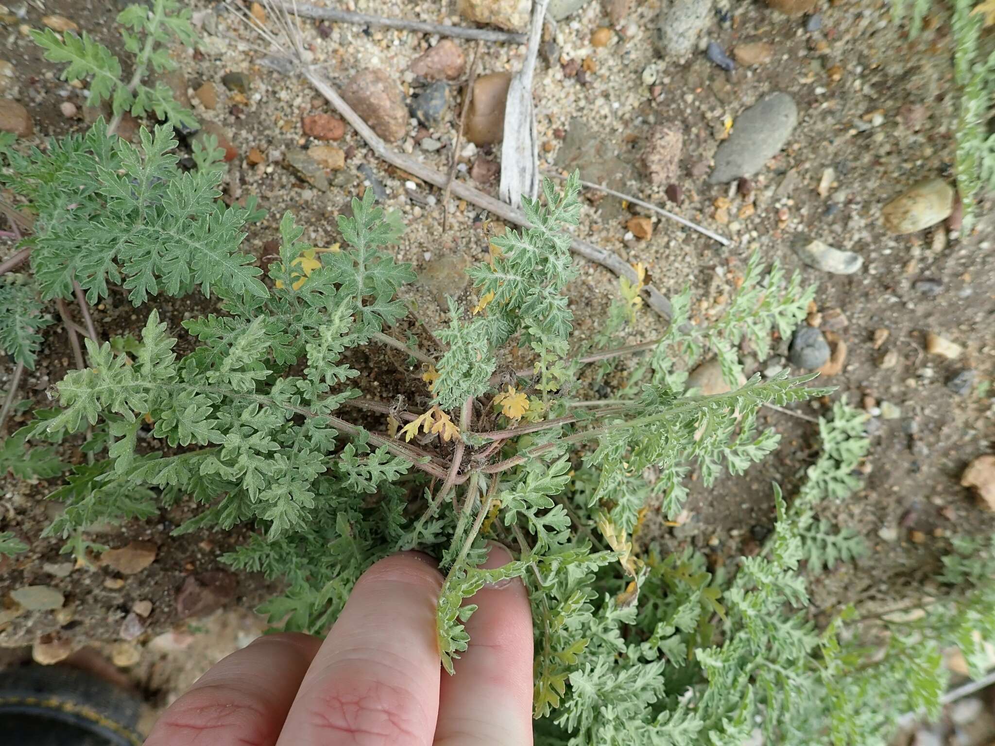 Image of weakleaf bur ragweed