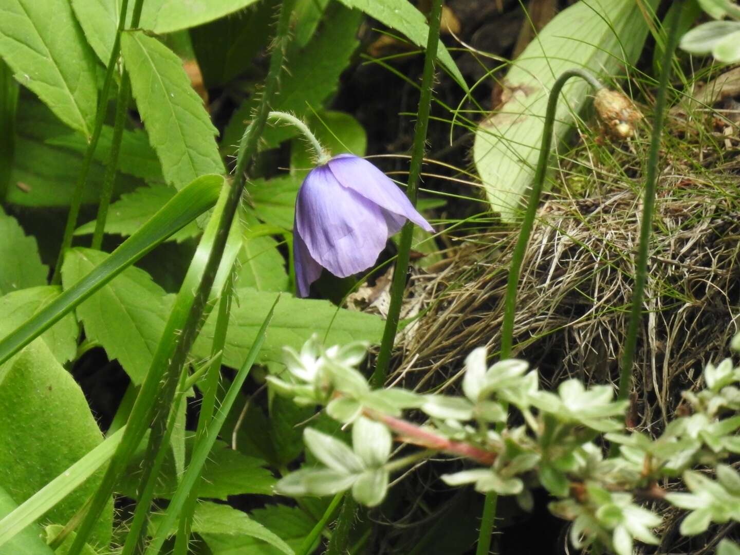 Image of Meconopsis quintuplinervia Regel