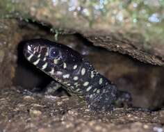 Image of Costa Rican Tropical Night Lizard