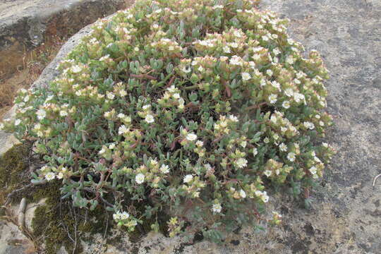 Image of Oscularia comptonii (L. Bol.) H. E. K. Hartm.