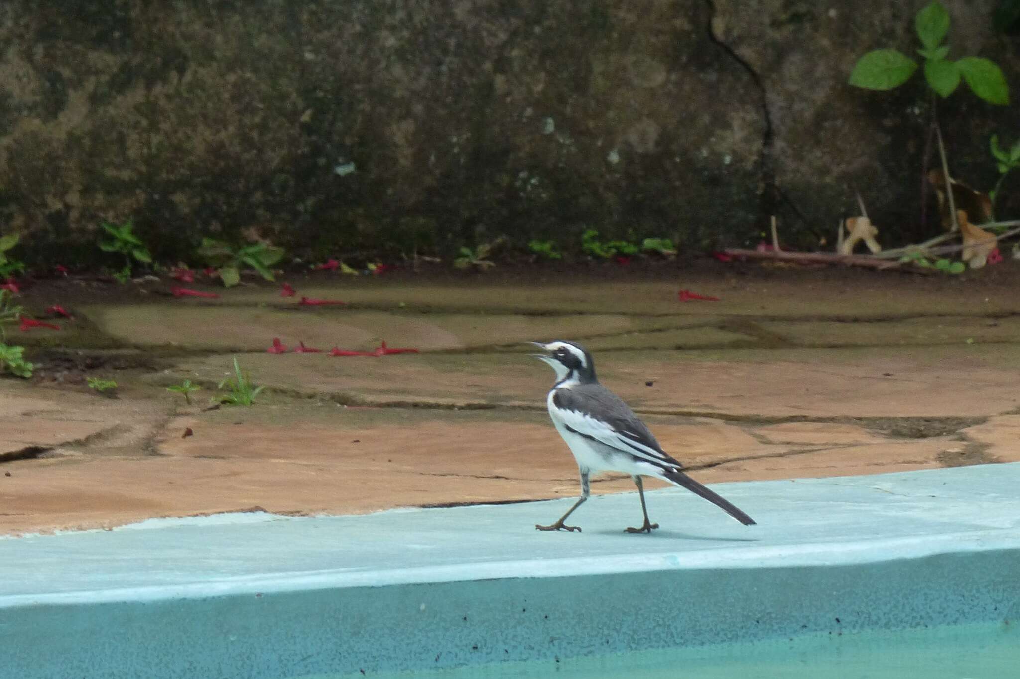 Image of African Pied Wagtail