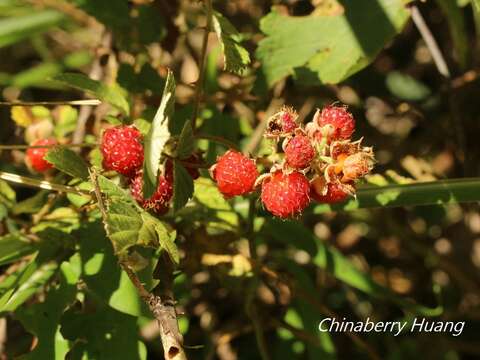 Image of Mysore raspberry