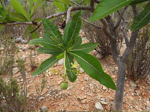 Image of Jatropha unicostata Balf. fil.