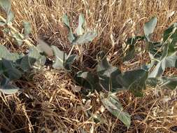 Image of California milkweed