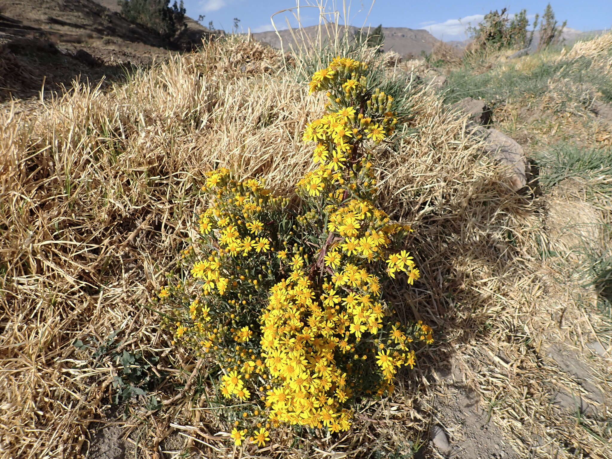 Sivun Senecio rudbeckiifolius Meyen & Walp. kuva