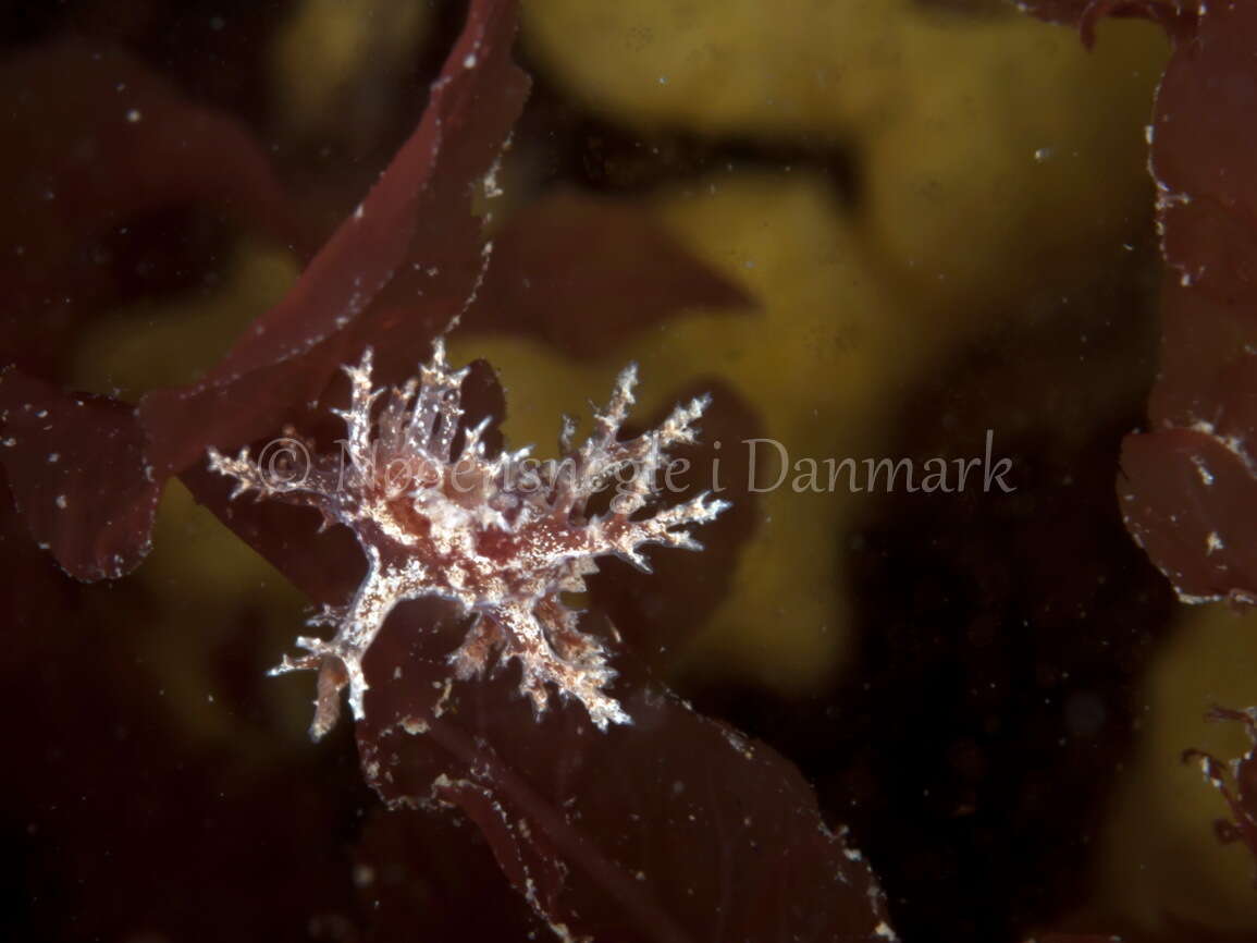 Image of bushy-backed nudibranch