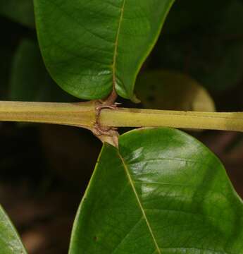 Image of Vochysia sabatieri L. Marcano-Berti