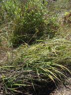 Imagem de Carex clavata Thunb.