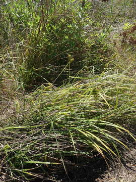 Imagem de Carex clavata Thunb.