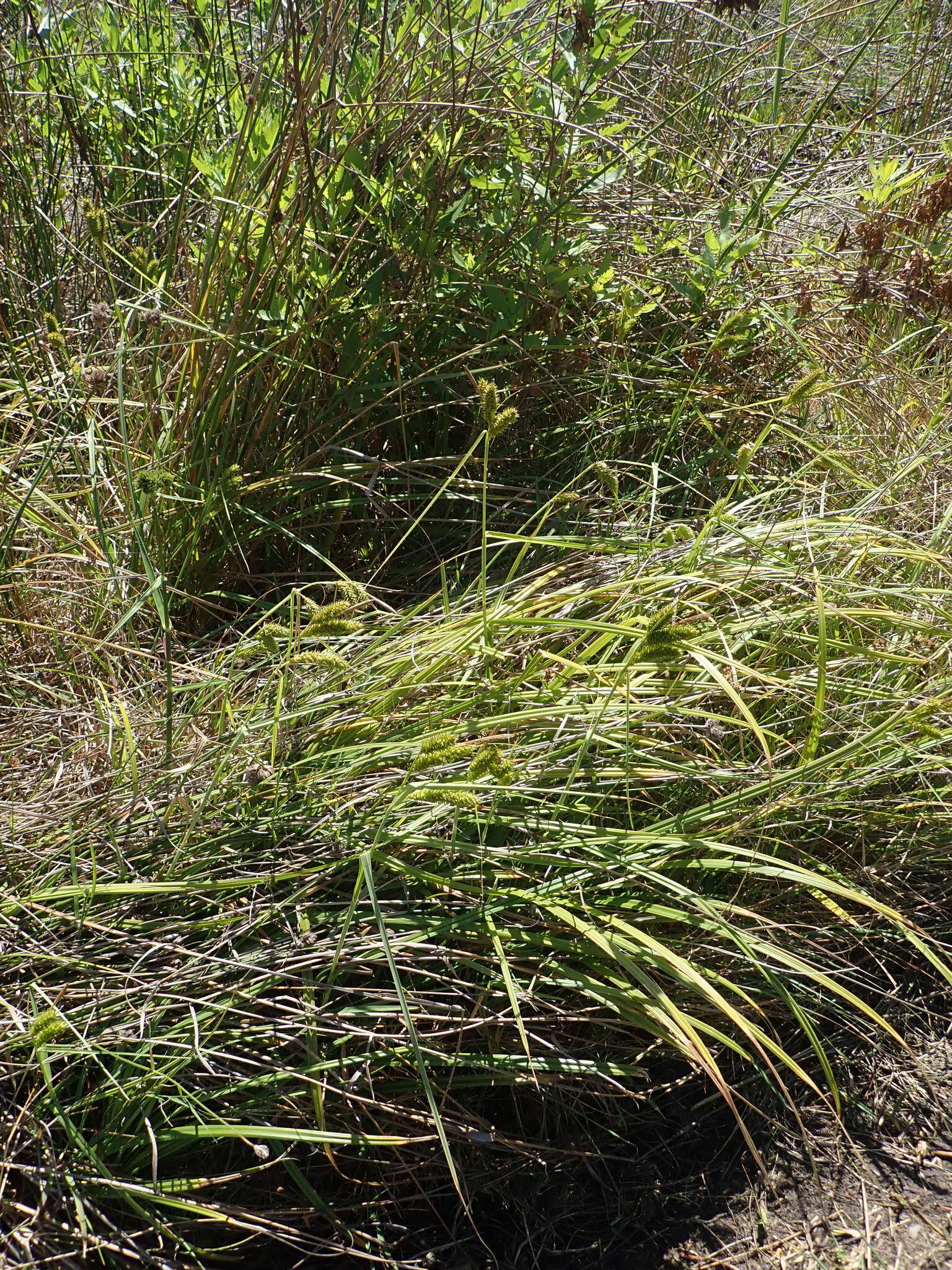 Imagem de Carex clavata Thunb.