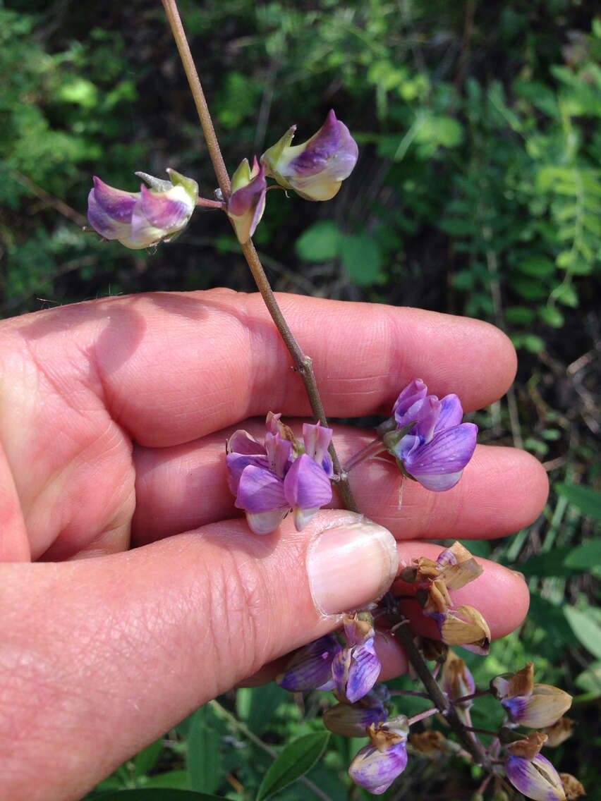 Image of broadleaf lupine