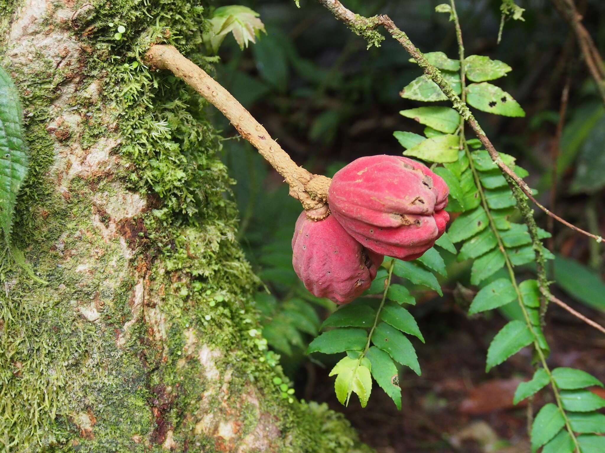 Image of Guarea rhopalocarpa Radlk.