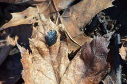 Image de Rhytisma americanum Hudler & Banik 1998