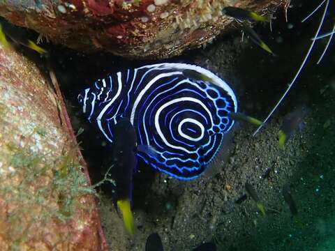 Image of Angelfish