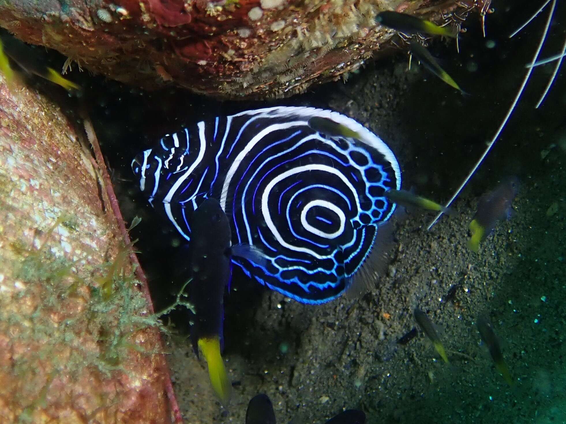 Image of Angelfish