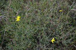 Image of <i>Osteospermum <i>polygaloides</i></i> var. polygaloides