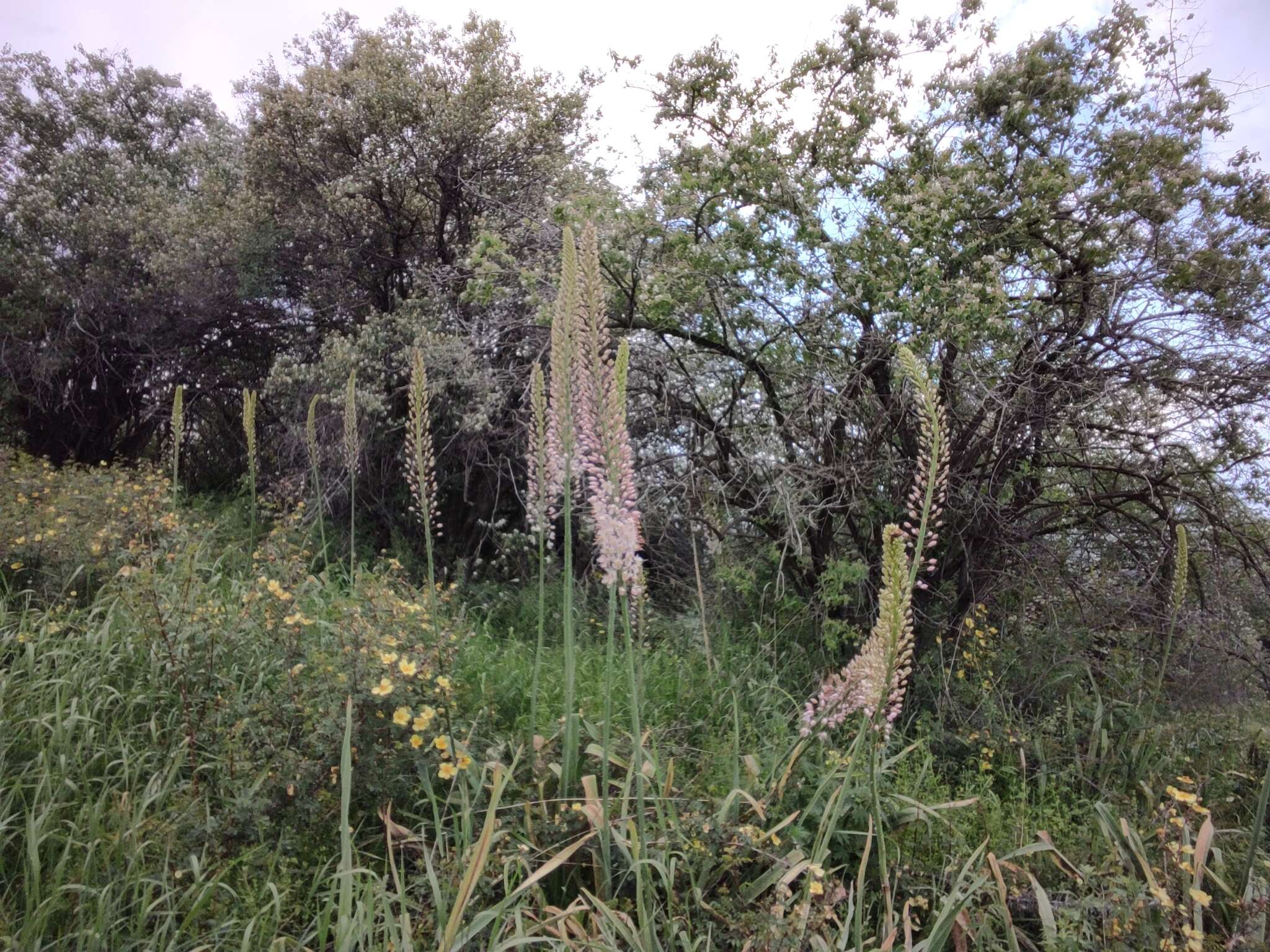 Image of Foxtail lily