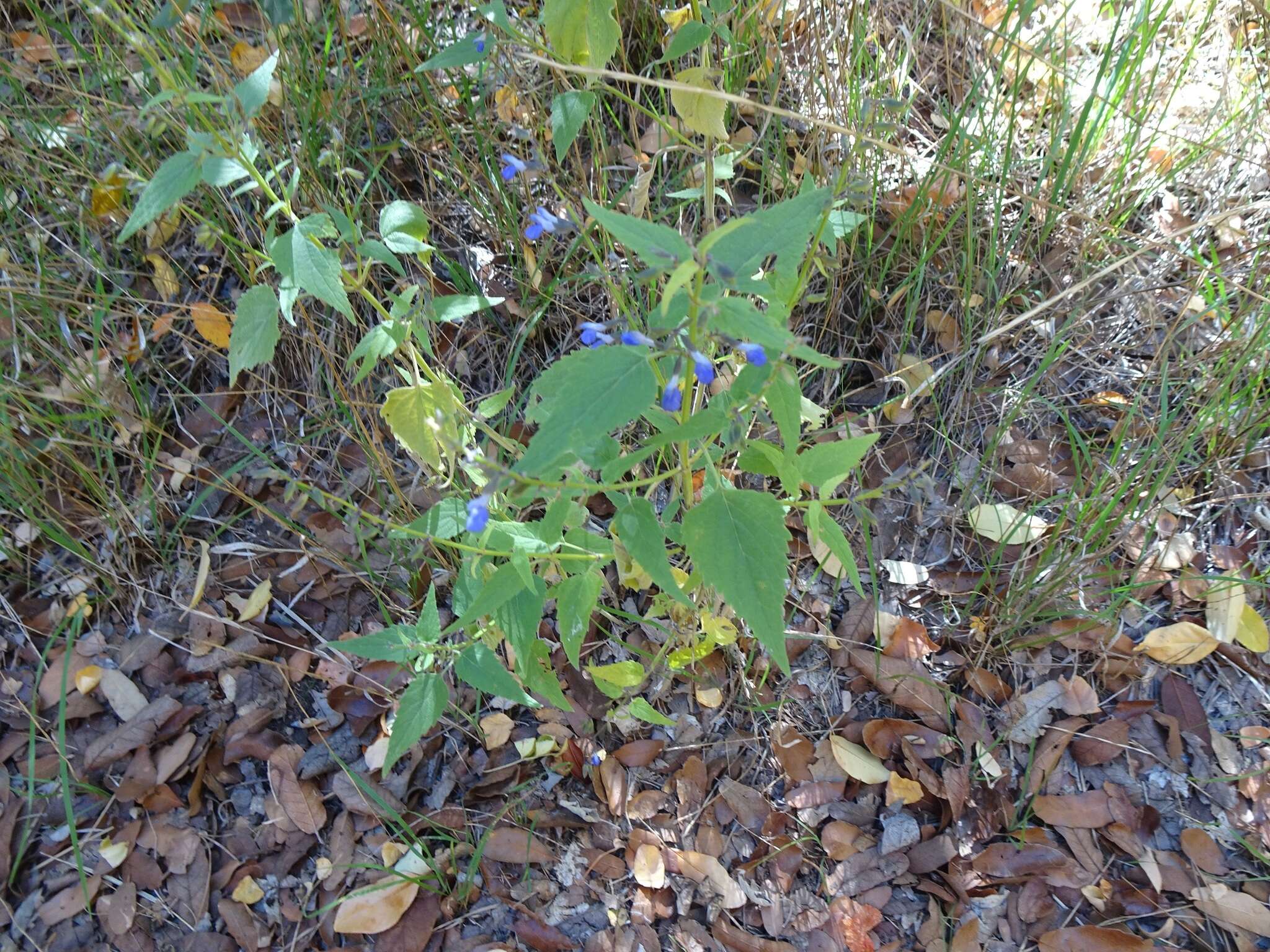 Image of desert indigo sage