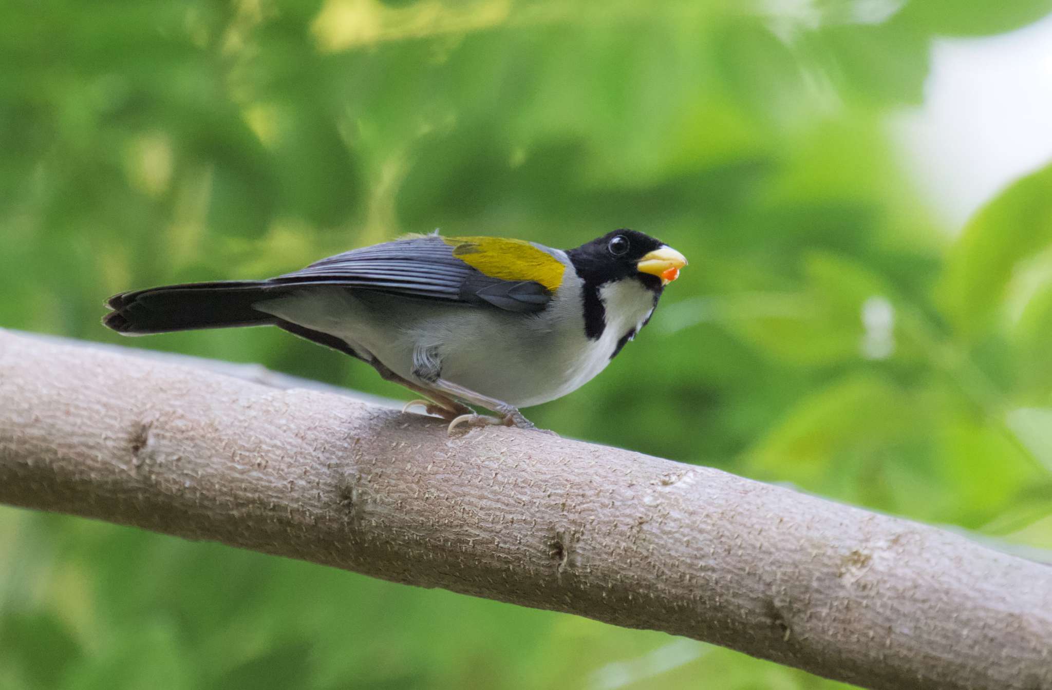 Image of Golden-winged Sparrow