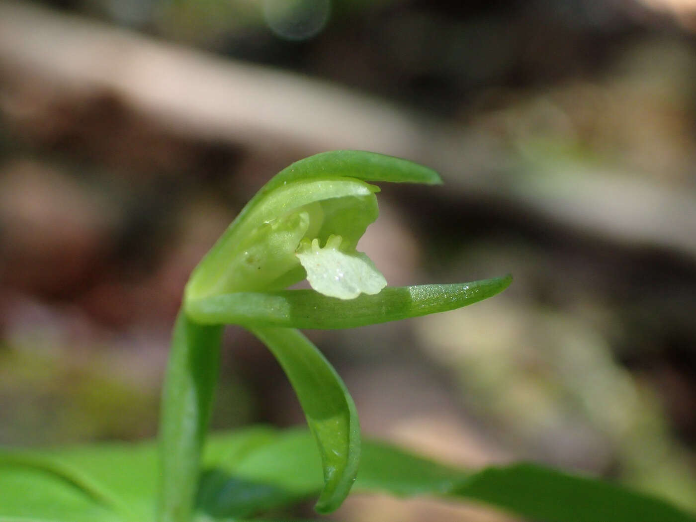 Imagem de Isotria medeoloides (Pursh) Raf.