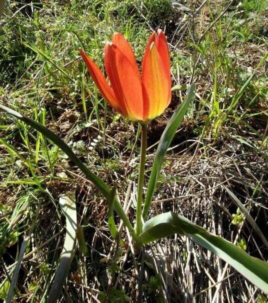 Image of orange wild tulip