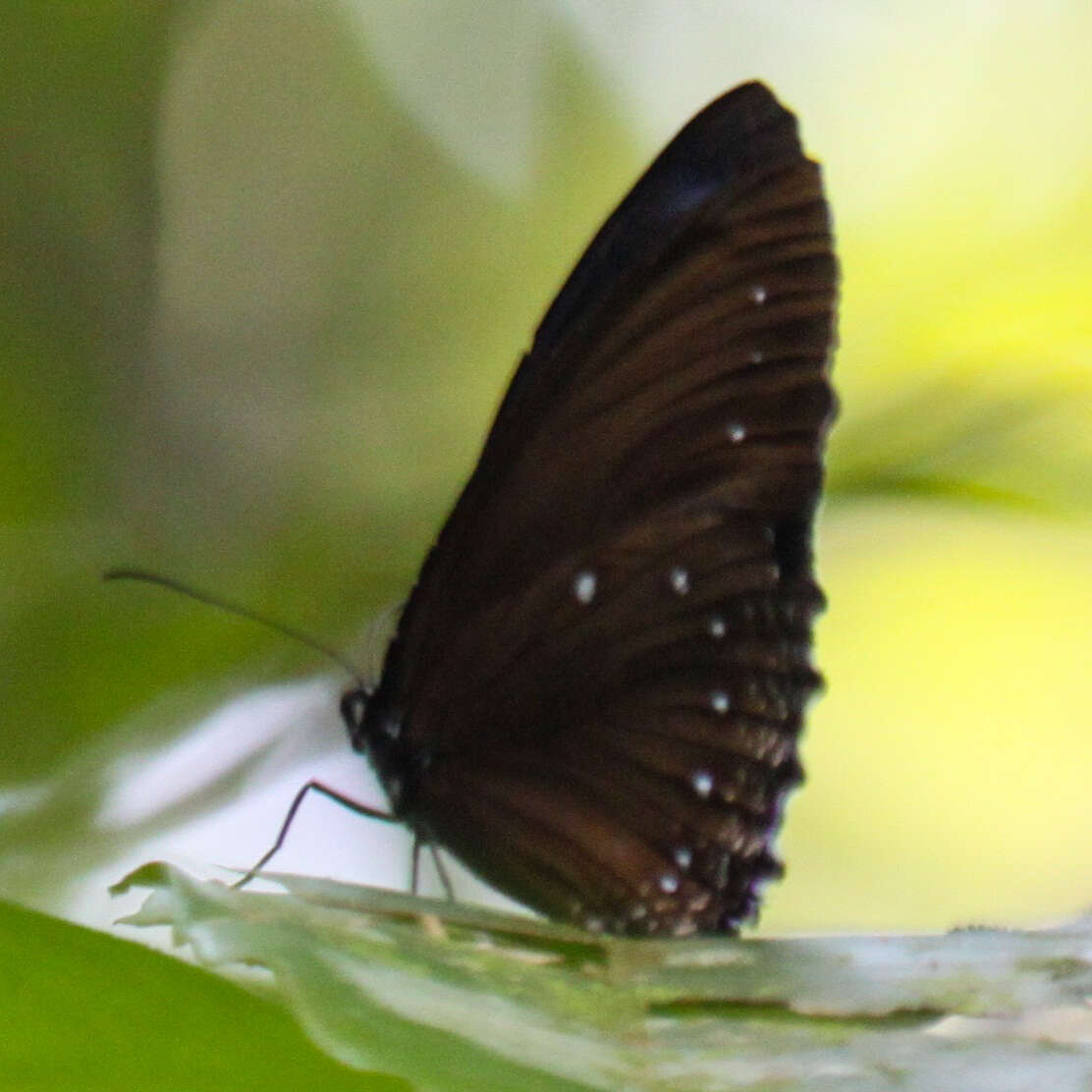 Image of Streaked Palmfly