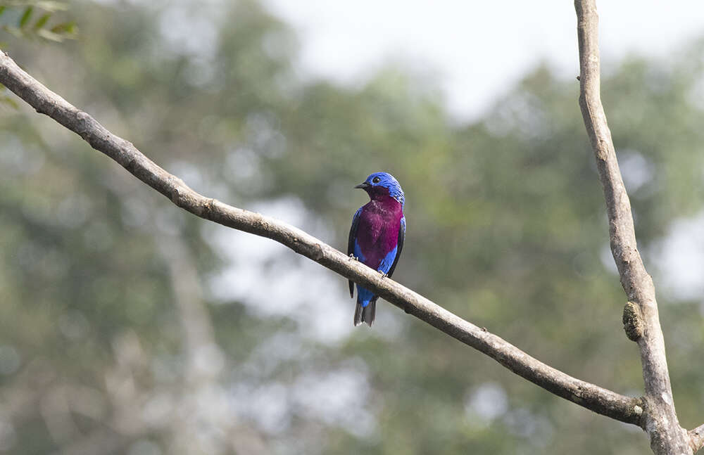 Image of Purple-breasted Cotinga