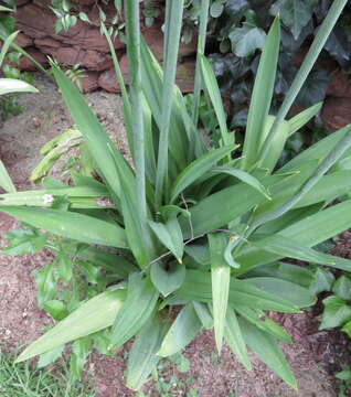 Image of Ornithogalum saundersiae Baker