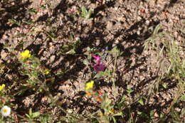 Image of Fremont's monkeyflower