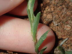 صورة Rhodanthe charsleyae (F. Müll.) P. G. Wilson