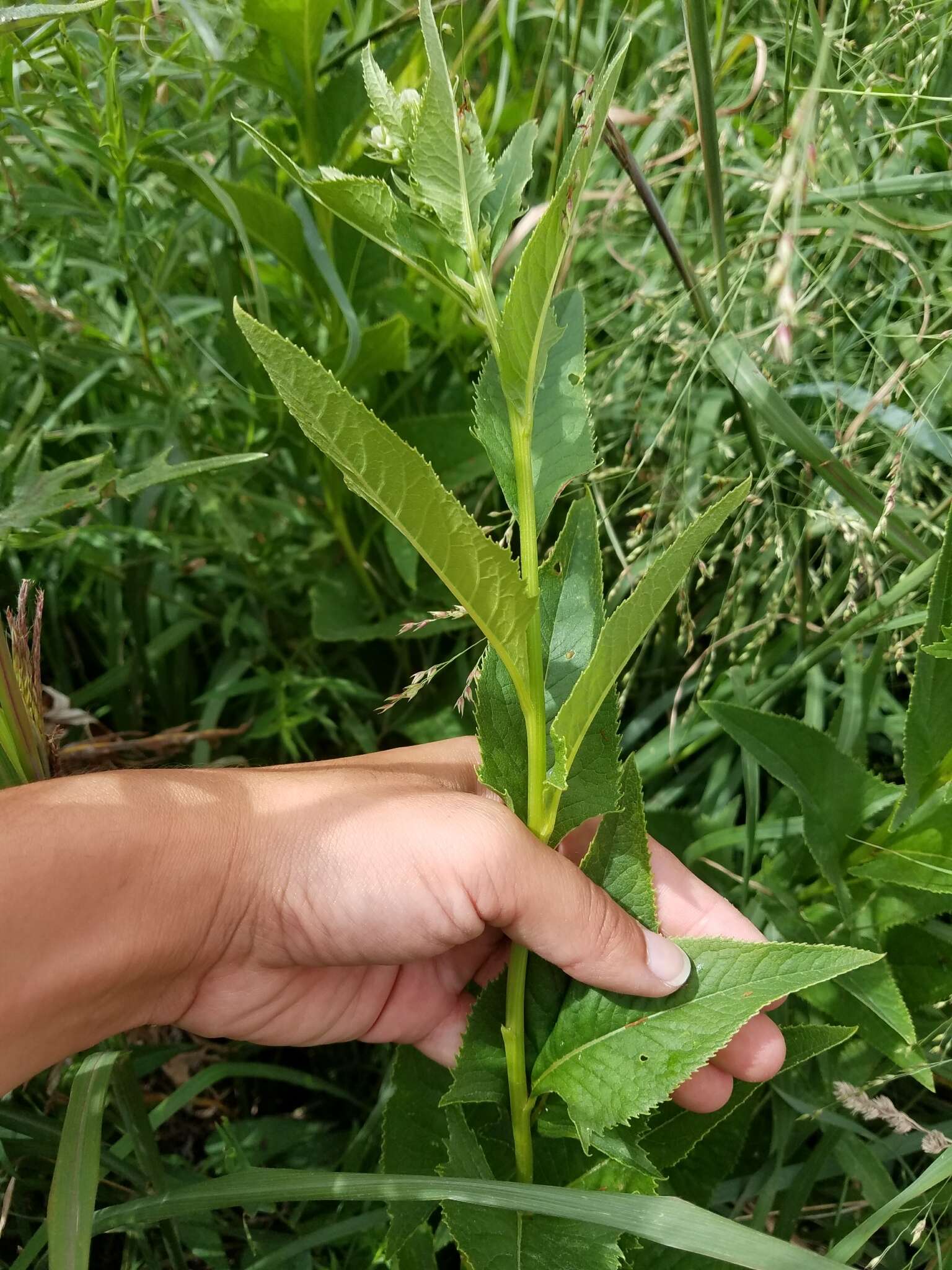 Image of false Indian plantain