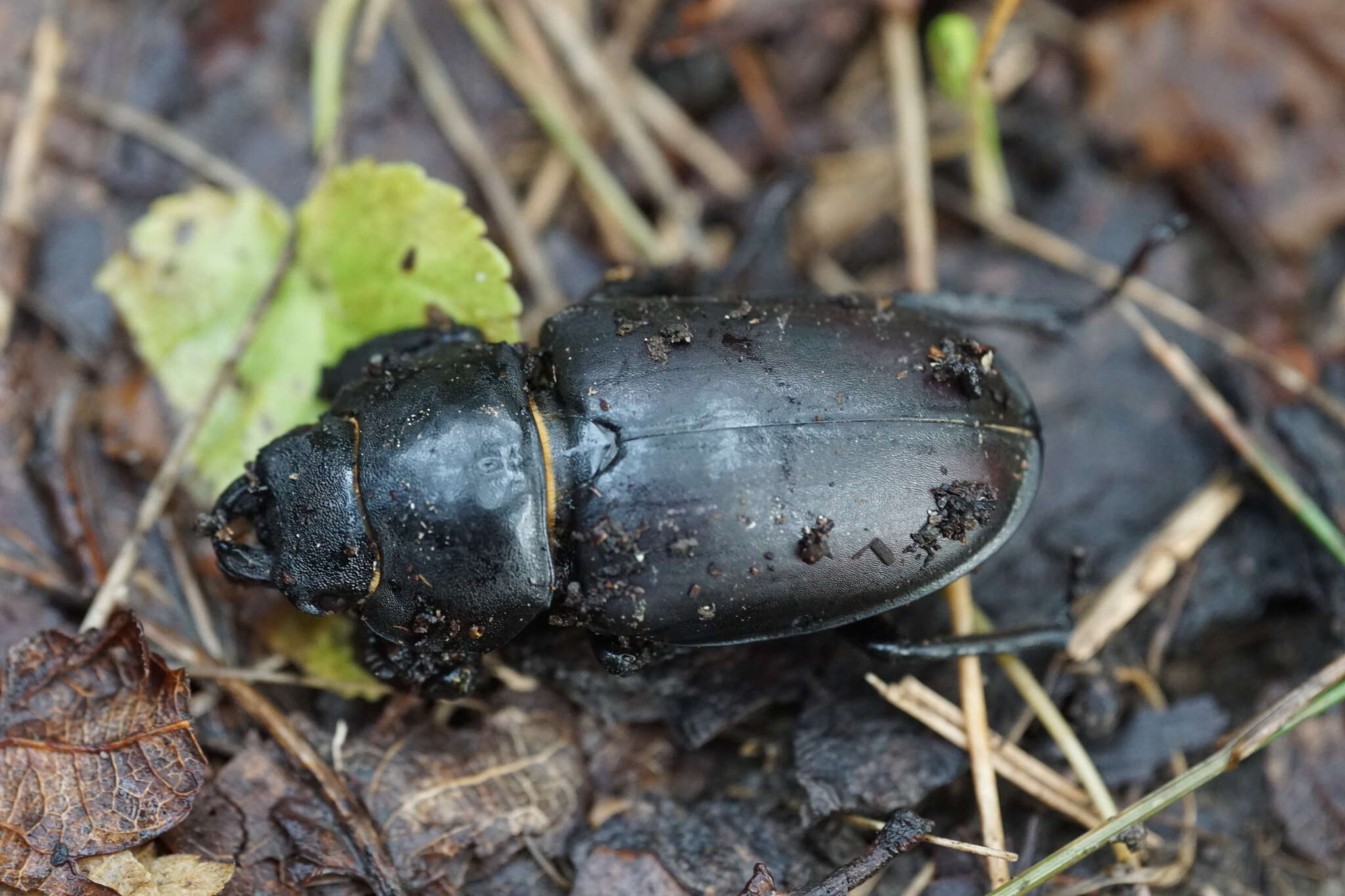 Image de Lucanus cervus cervus