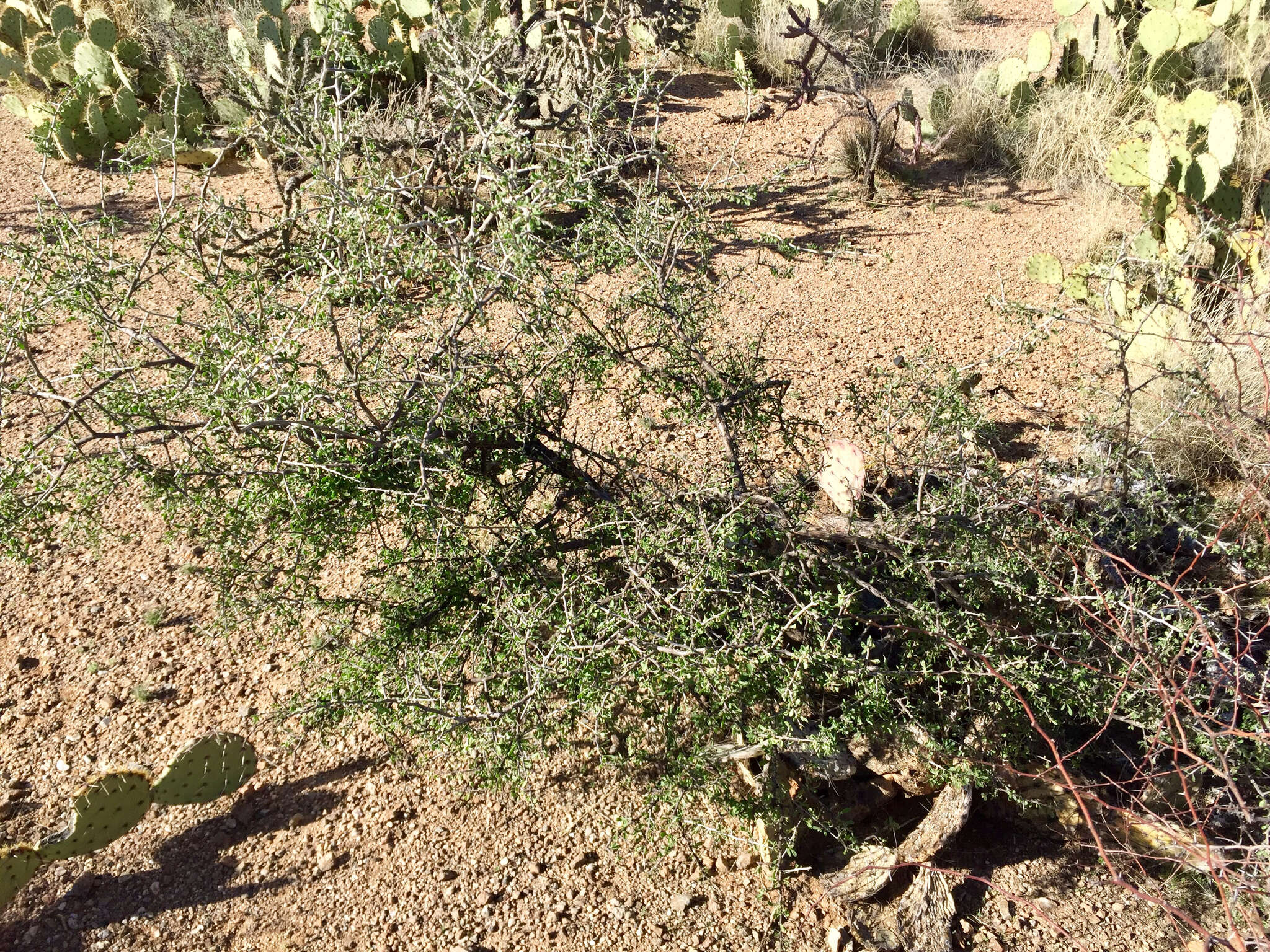 Image of Arizona desert-thorn